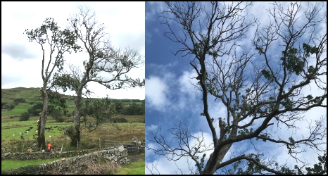 ash trees with ash dieback