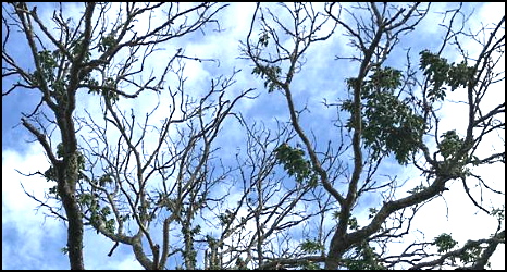 ash trees with ash dieback