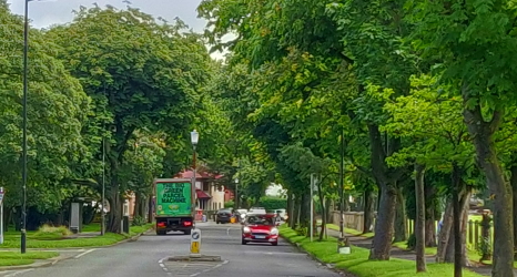 ash dieback roads