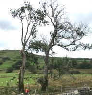 Ash Dieback Symptoms to look out for