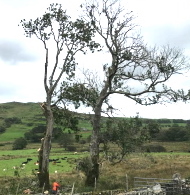 Ash Dieback Symptoms