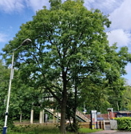 Facts about Ash Dieback Disease affecting trees