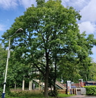 Ash Dieback Facts