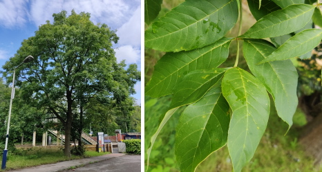 ash trees and leaves 