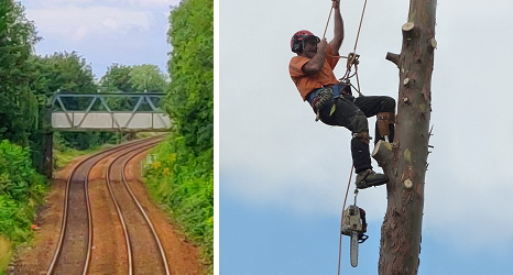 ash dieback railways