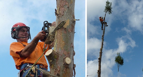 ash dieback tree surgery