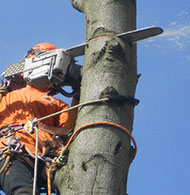 Tree felling, sectional dismantling and tree removal
