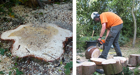 Stump Removal and Hedge Maintenance