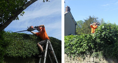 Stump Removal and Hedge Maintenance