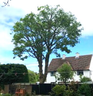 Tree crown work, thinning and tree pollarding