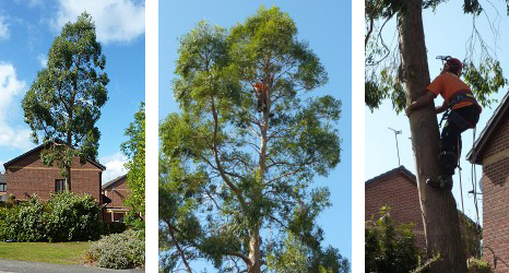 canopy and felling services