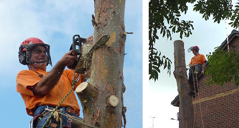 canopy and felling services