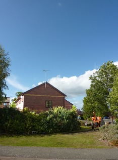 tree_felling_of_a_eucalyptus_tree After