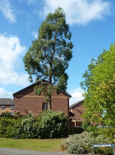 tree_felling_of_a_eucalyptus_tree After