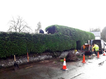 conifer_hedge_reduction After