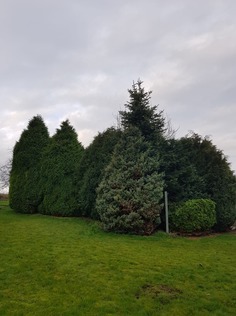 clearance_of_a_cluster_of_conifers After