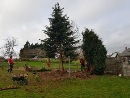 clearance_of_a_cluster_of_conifers After