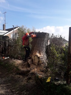 taking_down_a_large_ash_tree_stem After