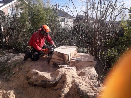 taking_down_a_large_ash_tree_stem After