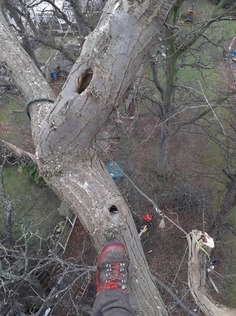 climber_taking_photos_of_decay_80ft_high_in_the_tree After