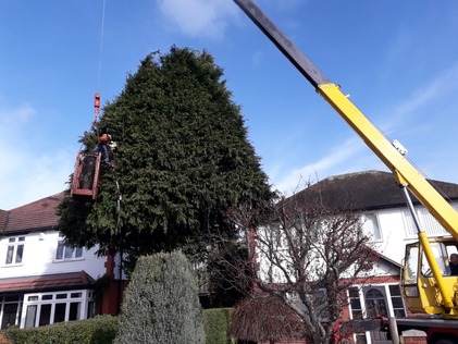 trimming_a_70ft_conifer_using_small_crane After