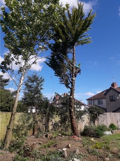dismantling_2_conifers_and_1_poplar_tree After