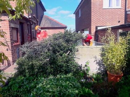 removal_of_dead_cotoneaste_and_holly_bush After