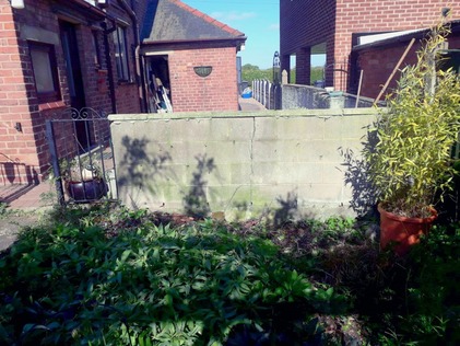 removal_of_dead_cotoneaste_and_holly_bush After