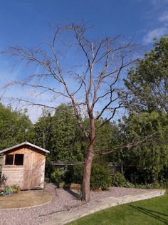 dismantle_a_dead_copper_beech_tree After
