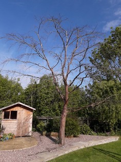 dismantle_a_dead_copper_beech_tree After