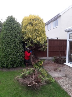 removal_of_a_conifer_tree_and_a_large_shrub After