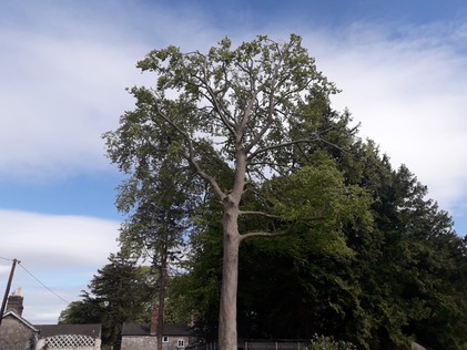large_beech_with_a_tree_preservation_order After