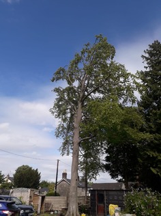 large_beech_with_a_tree_preservation_order After