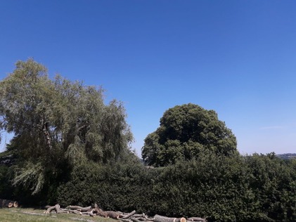 dismantle_and_take_down_of_a_poplar_tree After