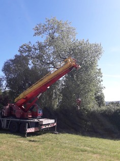 dismantle_and_take_down_of_a_poplar_tree After