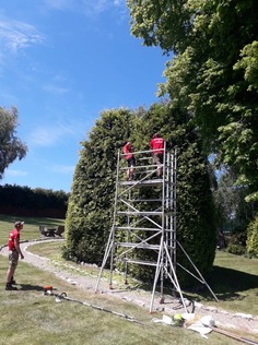 trimming_and_shaping_a_large_conifer_tree After