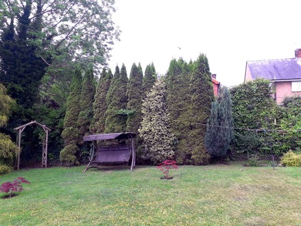 to_reduce_the_height_of_series_of_conifers After