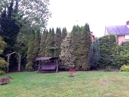 reduce_the_height_of_conifers_in_the_clients_garden After