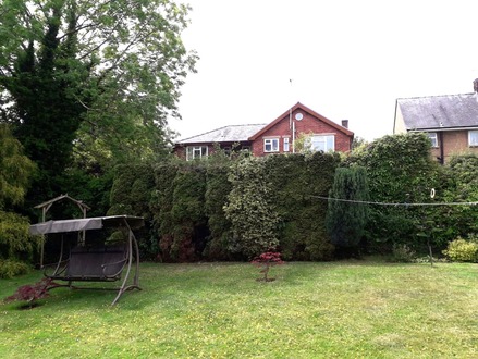 to_reduce_the_height_of_series_of_conifers After