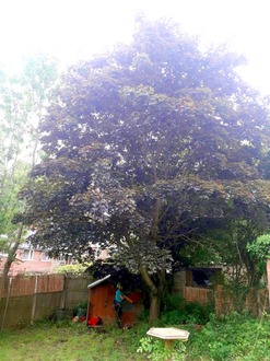 dismantle_a_norwegian_maple_and_ash_tree After