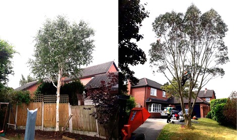 taking_down_a_silver_birch_eucalytptus_and_alder_tree After