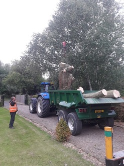 dismantling_large_wind_damaged_willow_tree After