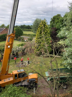 dismantling_large_wind_damaged_willow_tree After