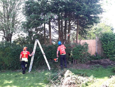 lifting_the_crown_on_conifers After