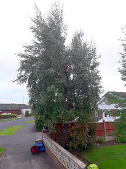 take_down_silver_birch_tree_and_prune_rowan_tree After