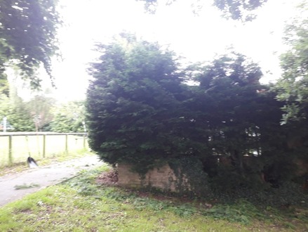 reducing_conifer_and_laurel_hedge After