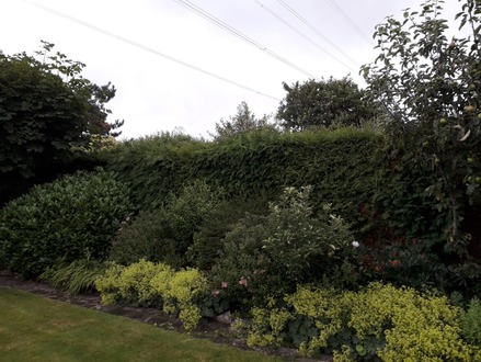 hedge_cutting_and_clearing After
