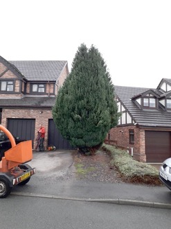 conifer_removal_due_to_tree_root_issues After