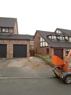 conifer_removal_due_to_tree_root_issues After