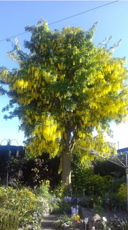 complete_removal_of_wind_damaged_laburnam_tree After